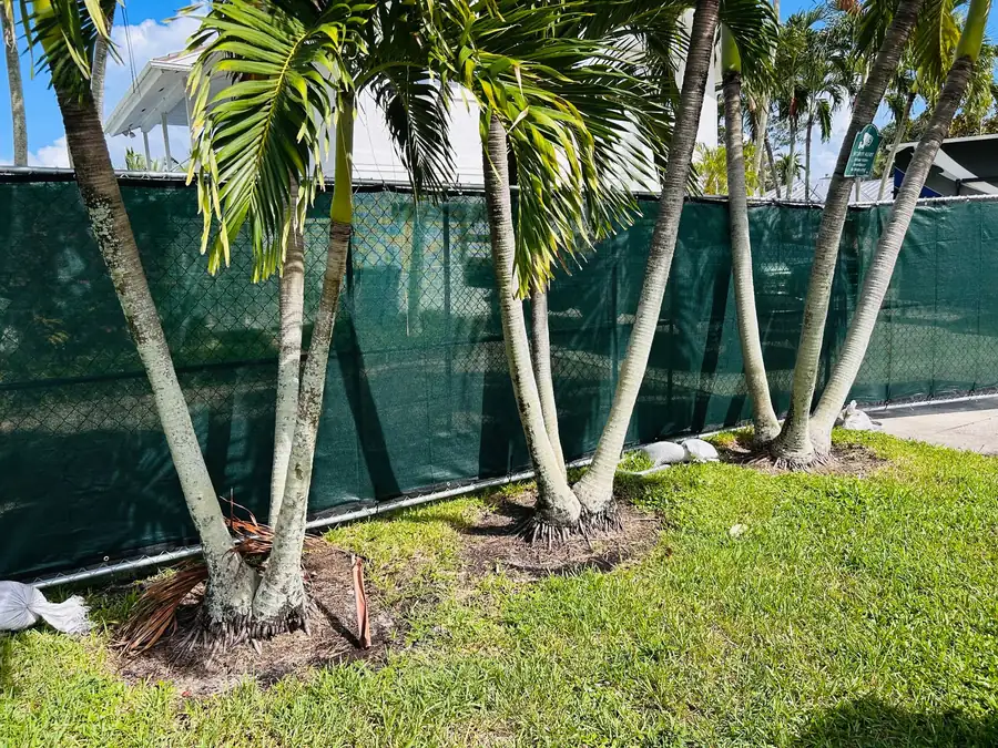 Green privacy windscreen installed on temporary fence panels beside palm trees