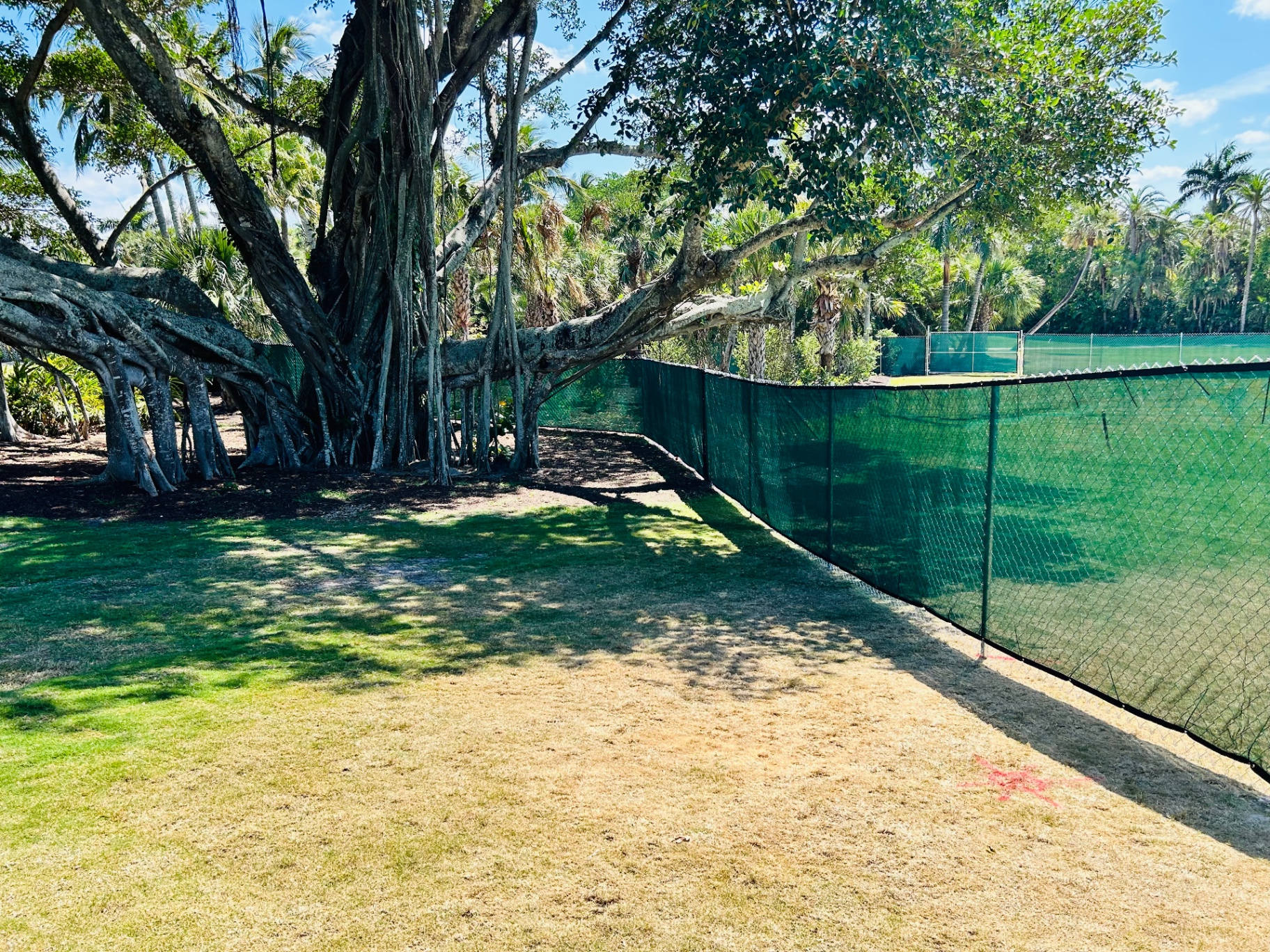 Green windscreen chain-link perimeter fence beside a banyan tree